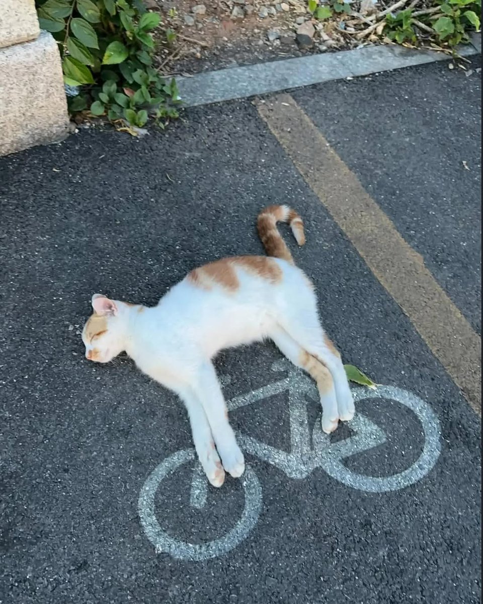 smol silly cat (@catsillyness) on Twitter photo 