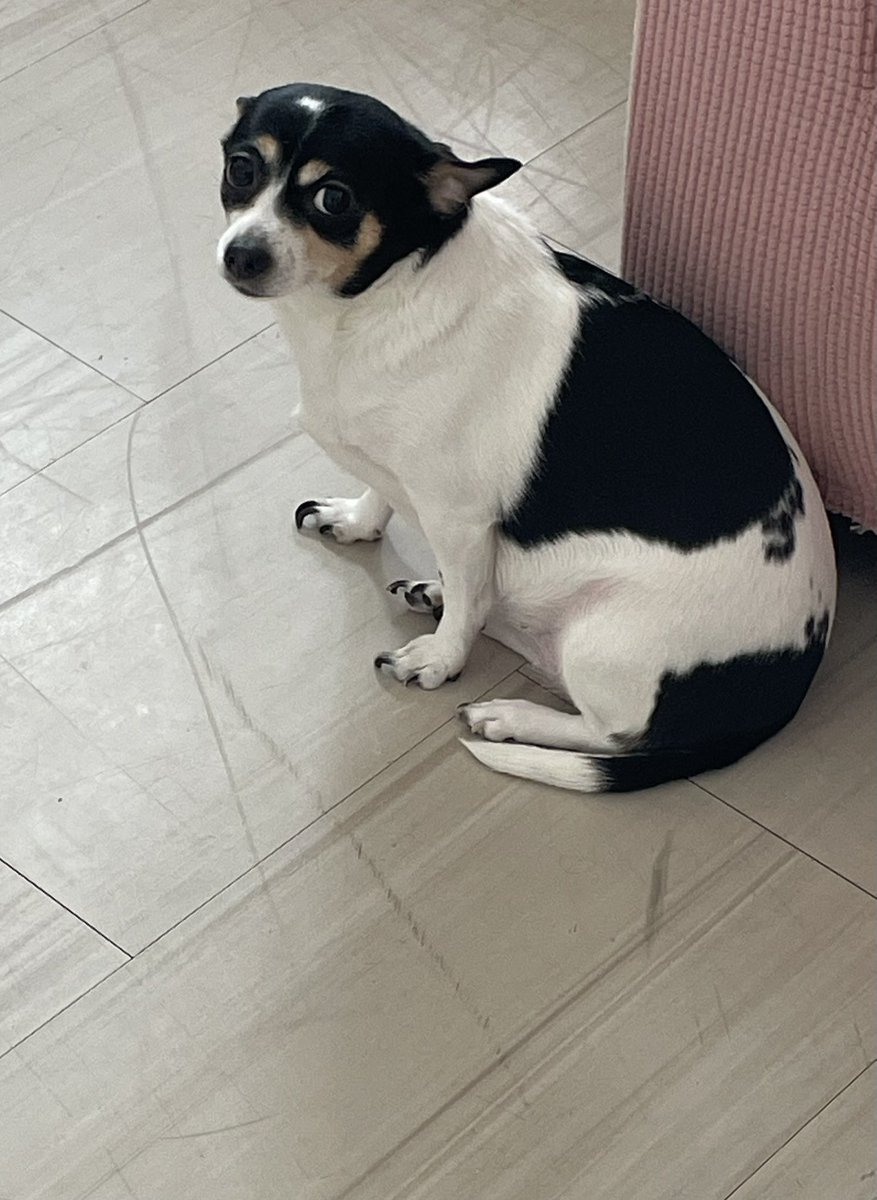 NotoriousNYT's tweet photo. @CapeshtFucks Got my own lil beef at home 😂 https://t.co/YTaut2eFlW