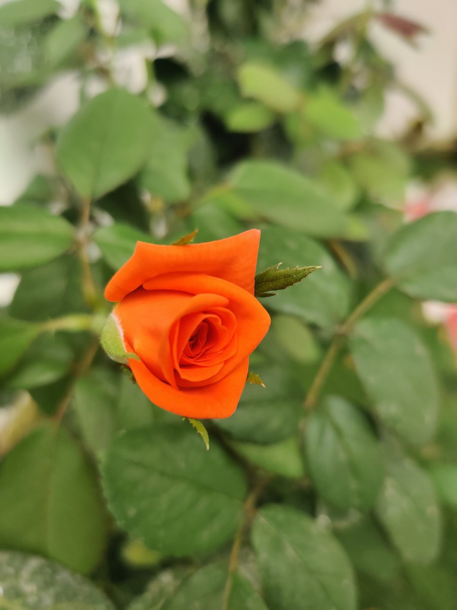 Morning brightness,
Taken in Bangalore, India