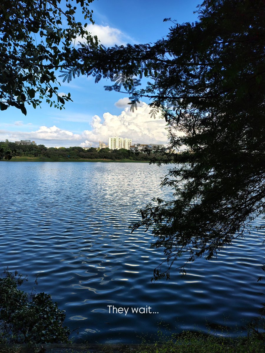 horek_rokom's tweet image. The laureate scribbled as there’s only solitude on the other side, and in the melancholy of being lonesome lies something wholesome, germinating in its own way... 🍀🌱

Glee and flee!

#bangalore #waterfront

Checkout the full album 
instagram.com/p/DRZ4uIKAFj4/…