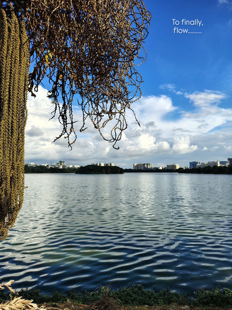 horek_rokom's tweet image. The laureate scribbled as there’s only solitude on the other side, and in the melancholy of being lonesome lies something wholesome, germinating in its own way... 🍀🌱

Glee and flee!

#bangalore #waterfront

Checkout the full album 
instagram.com/p/DRZ4uIKAFj4/…