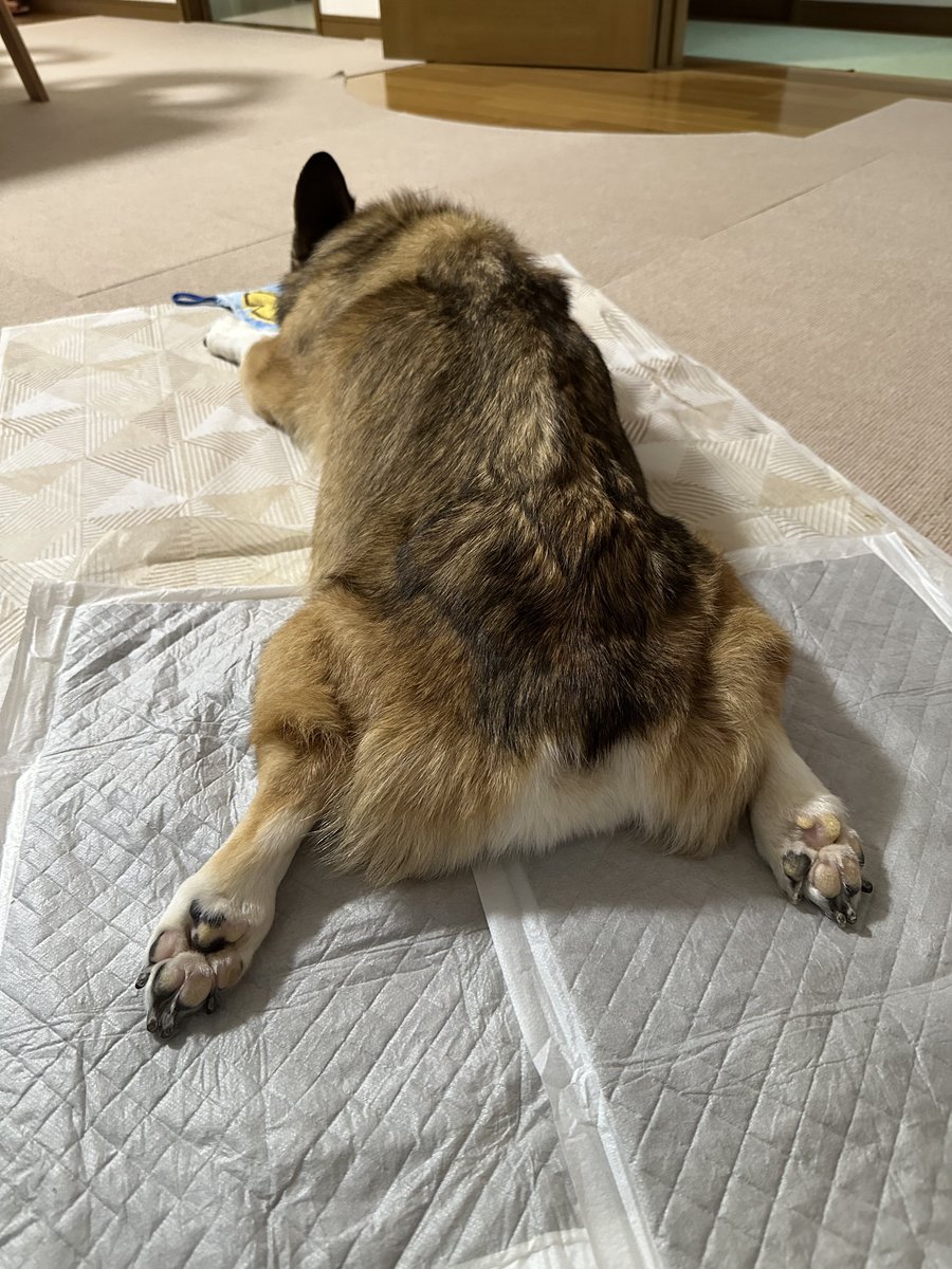 sz_code500's tweet image. 今日のむにゃむにゃ教のSiri #corgi