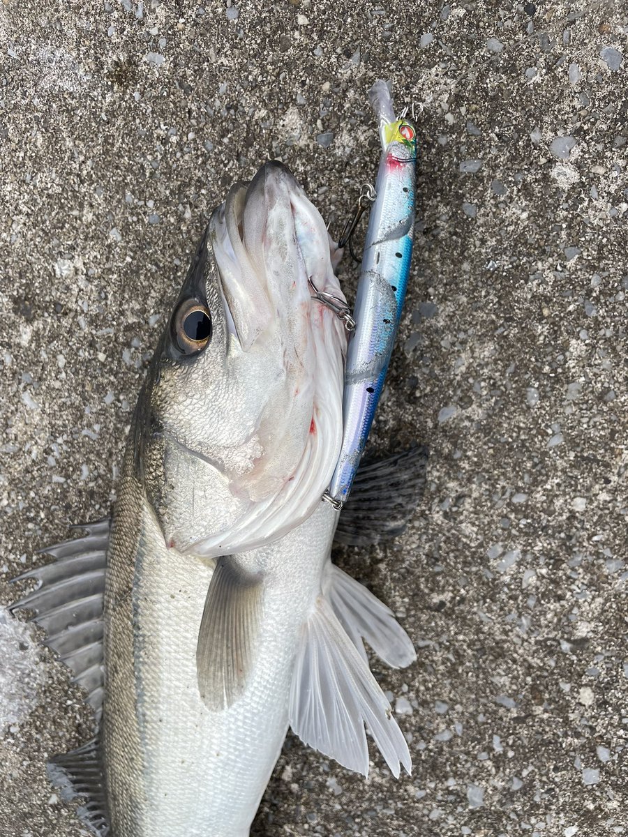 釣り好きたっつぁん (@FishingLoverTN) / Posts / X