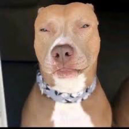 ELASTlCLABS's tweet image. nimbus.⠀ shooting my shot with all my muses right now so who wanna write with ‘em 😏✨