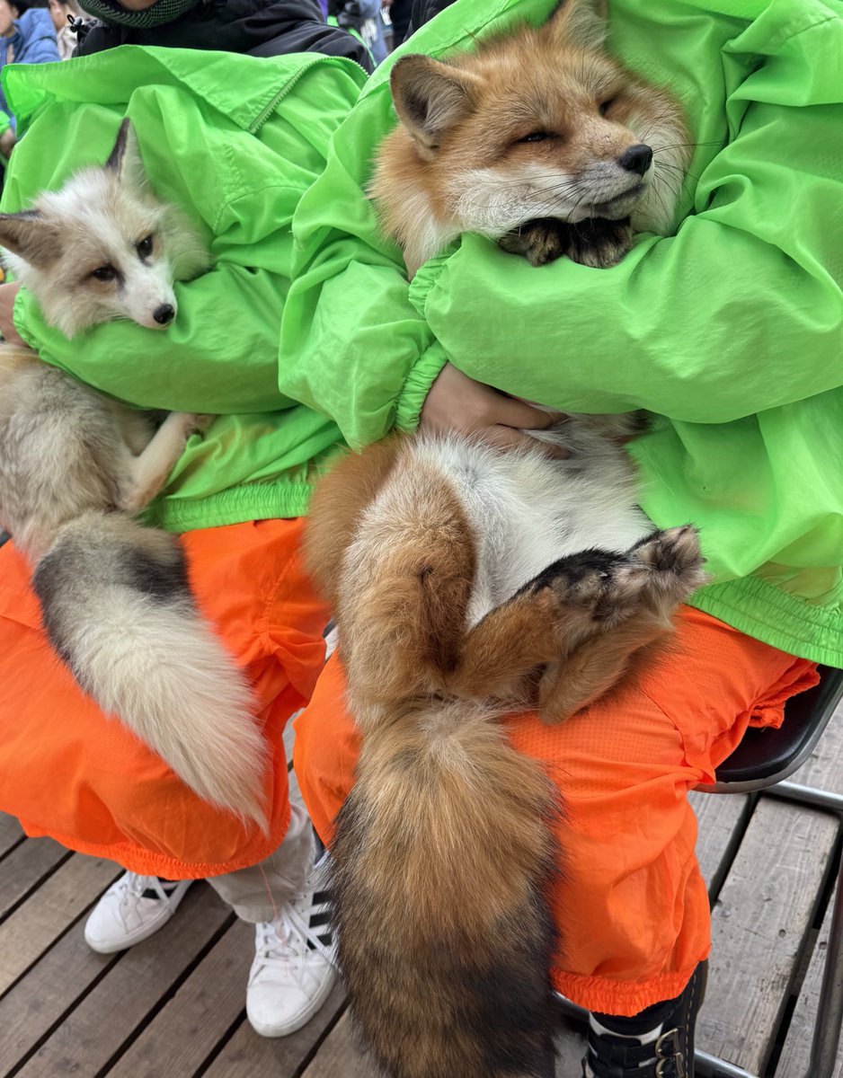 moe2witch's tweet image. 蔵王キツネ村🦊

もふもふ冬毛の子を抱っこさせてもらえました✨️