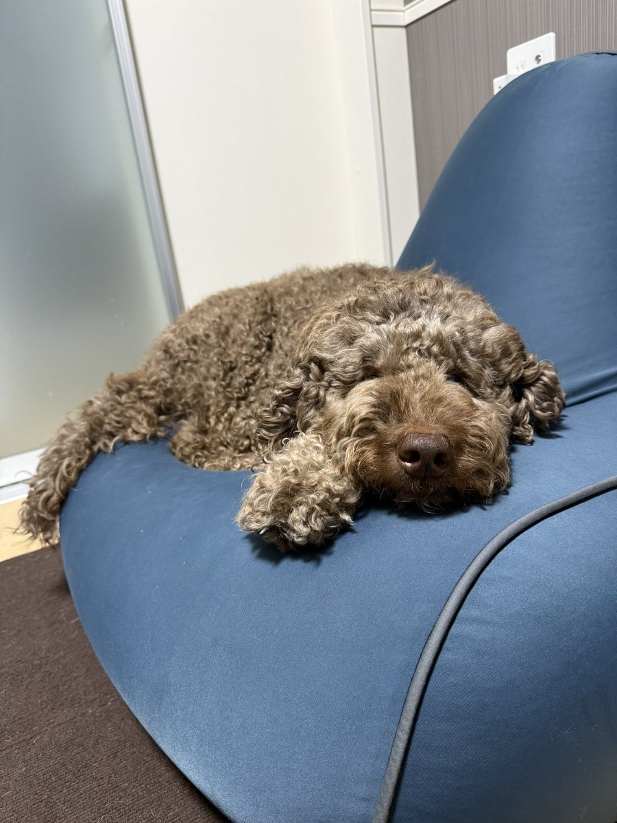 hamu8877's tweet image. たまには犬📷

#犬との生活 
#愛犬
#今日のわんこ
#犬
#オーストラリアンラブラドゥードル
#ドゥードル