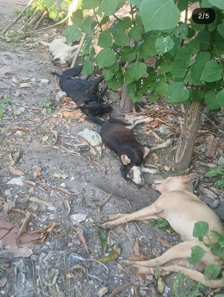 VaneeGonzalez69's tweet photo. @nayibbukele When are you REALLY going to do something for the animals? Every day there’s news like this and neither the police nor the municipalities act. People who poison animals should be in jail, yet they walk free https://t.co/I31iUd0HTv
