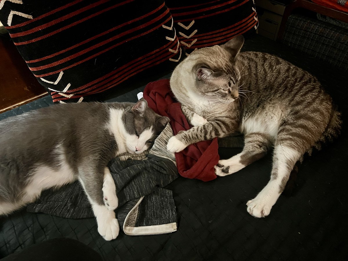 getpseudoed's tweet image. There is a whole ass bed and yet the best sleeping spot is on my jacket.

I firmly believe this is because it smells like mom. 🥰