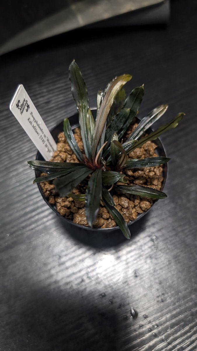 実生ブセ】Bucephalandra cv.