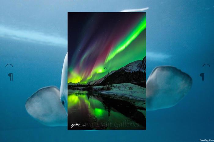 PTorigin's tweet image. 🎡Laptop dies to make me rest🦕Bobolink drinks, flies