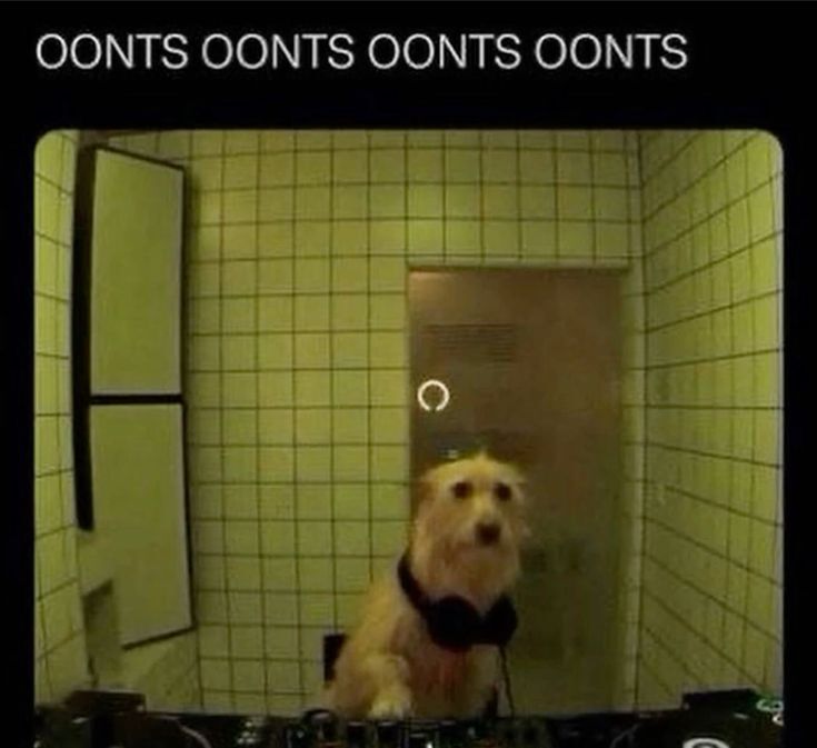 hourly_shitpost's tweet image. 