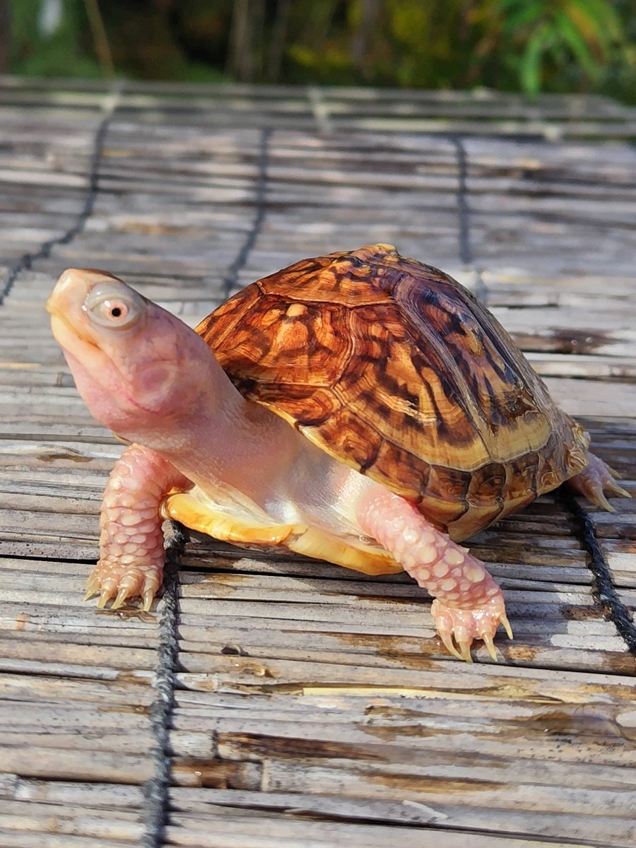 tito (@34_wgnc) / Posts / X