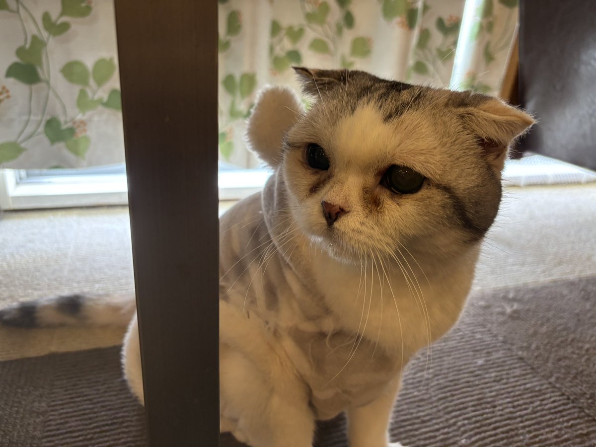 本日〜🐈🐈‍⬛ みんな可愛い