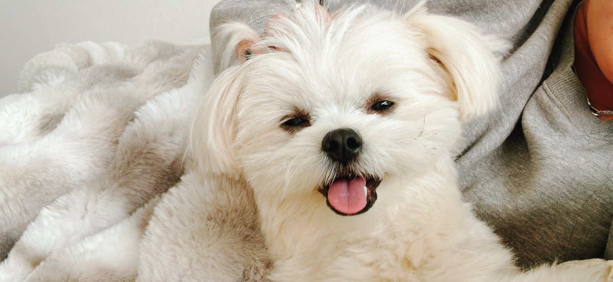 犬と暮らす幸せ────