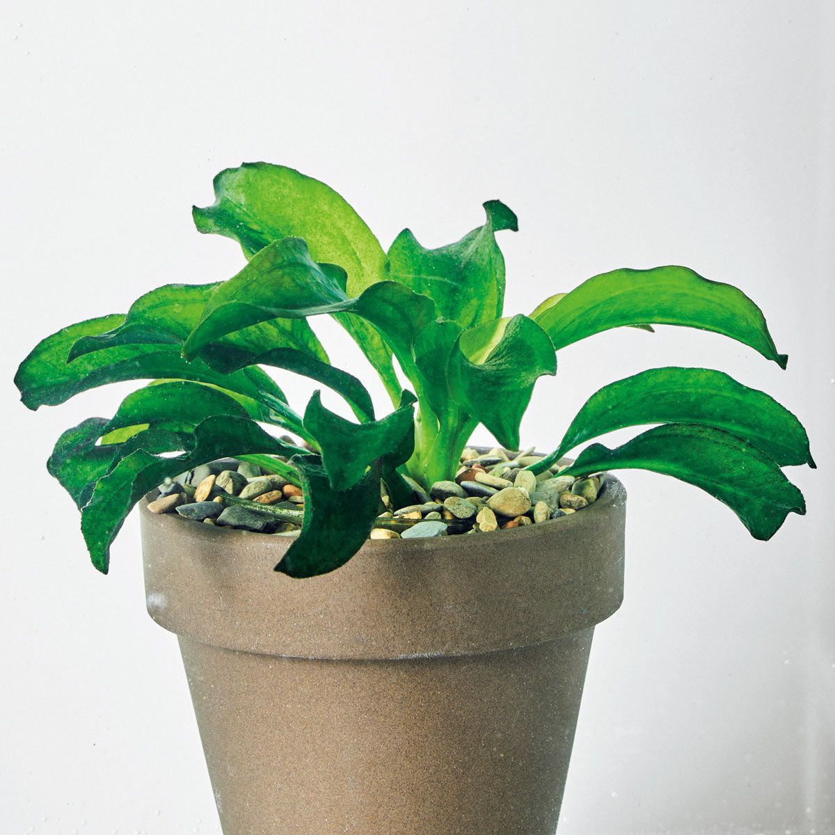 Aquatic China、中国水生植物図鑑 of Plants