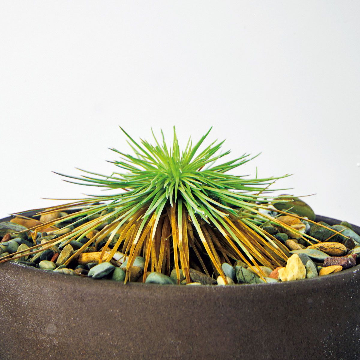 Aquatic Plants of China、中国水生植物図鑑 English edition of