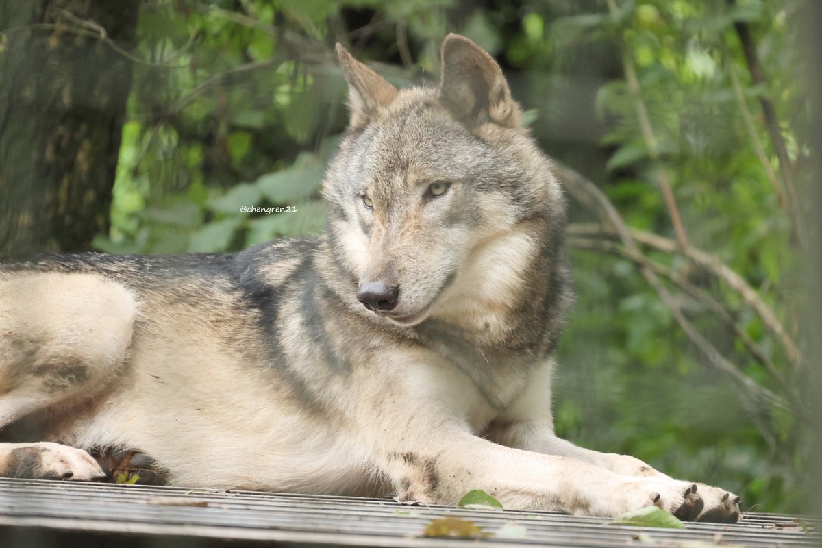 オオカミ然とした表情 #富山市ファミリーパーク #シンリンオオカミ