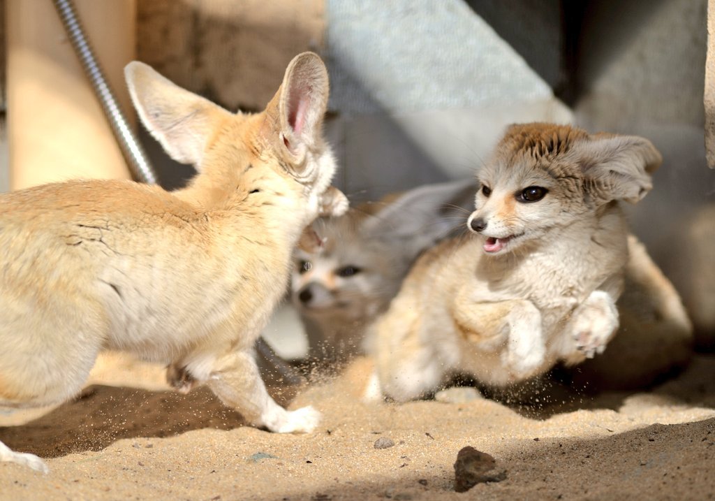 Fox (@hourlyfox) on Twitter photo 