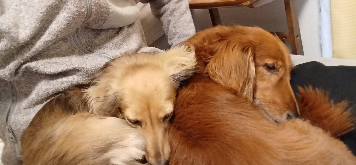 JS_Ecoha's tweet image. 人の足の上でシエスタ　#犬のまんぺいさん #犬のもねちゃん