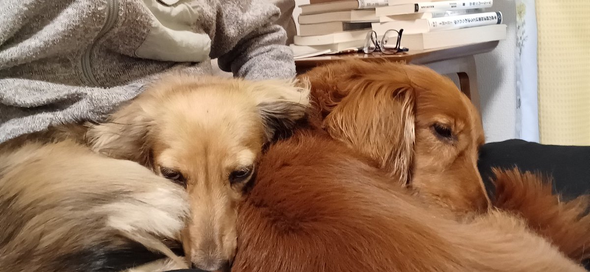 JS_Ecoha's tweet image. 人の足の上でシエスタ　#犬のまんぺいさん #犬のもねちゃん