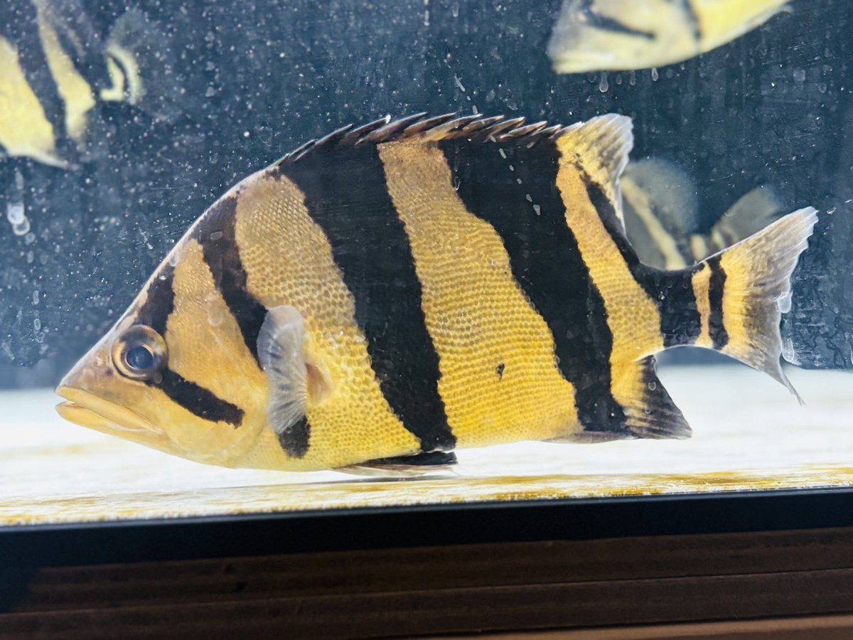 ふうごうはなあんきー (@rhombeus1919) / Posts / X