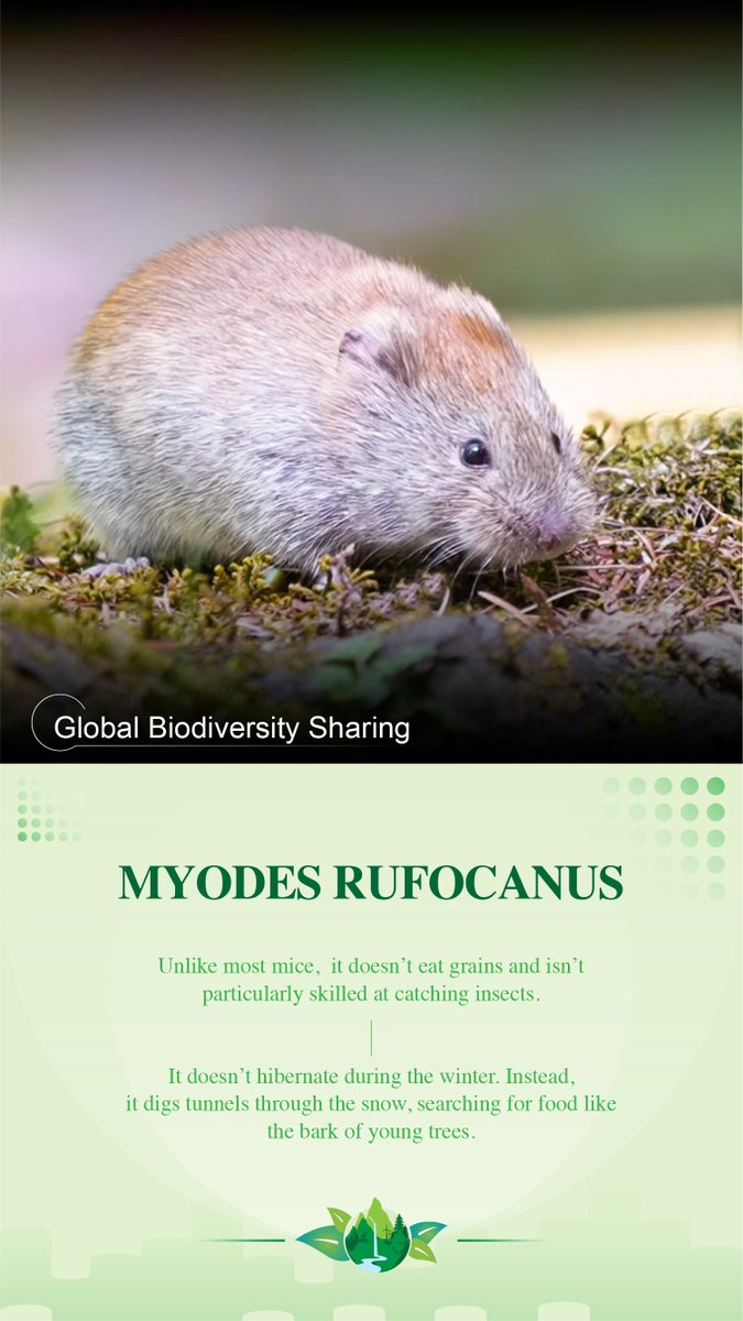 PBP_CIPC's tweet photo. #GlobalBiodiversitySharing
Myodes rufocanus
Unlike most mice,
it doesn’t eat grains and isn’t particularly skilled at catching insects.
It doesn’t hibernate during the winter. Instead, it digs tunnels through the snow,
searching for food like the bark of young trees. https://t.co/HG2AKP5WdF