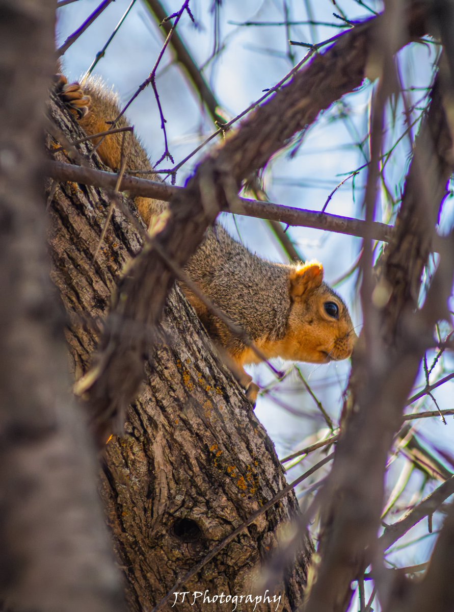 _wxjt's tweet photo. Timeline cleanse. Enjoy this pic of a squirrel🐿️ https://t.co/ls2ZyAUor1