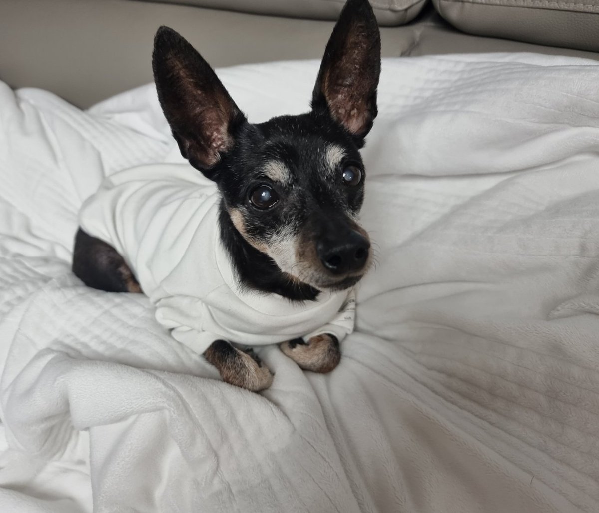 [간만의 큰 공지]

안녕하세요 디켈입니다 늘 공예가의 정원을 찾아주셔서 감사드립니다!
이번에 폐색전증😱 진단을 받아서 조금 큰 수술을 받았고 이후 남은 자잘한 색전으로 현재 작은 폐경색이 와서 치료와 회복을 반복중 입니다

열심히 회복하여 내년 6월에 돌아오겠습니다! 더 빠르면 좋고요!