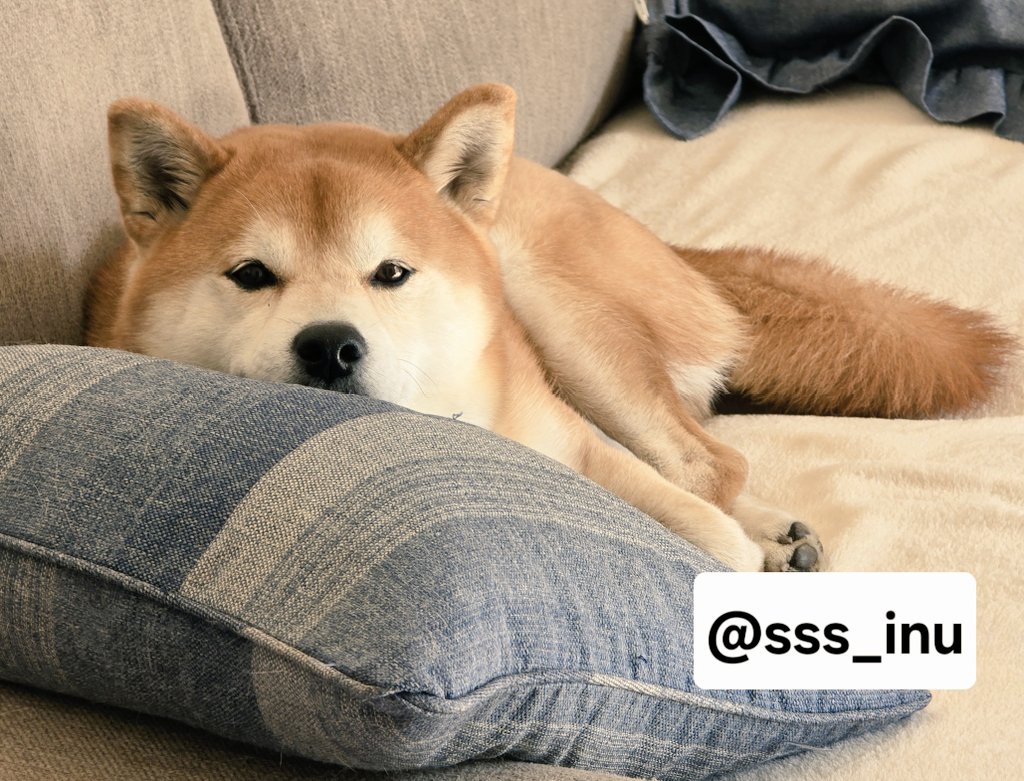 犬 (@sss_inu) / Posts / X