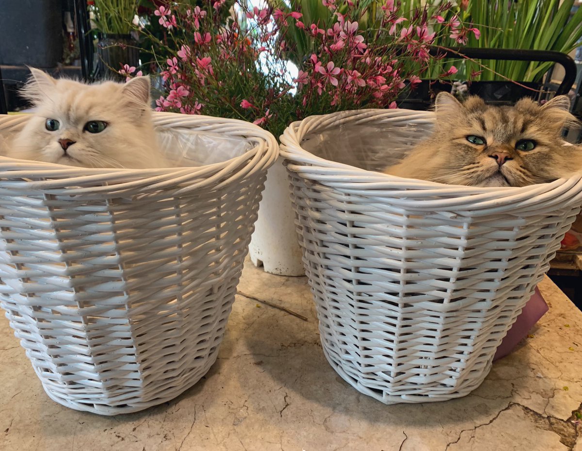 yeda (@yedako2) on Twitter photo 