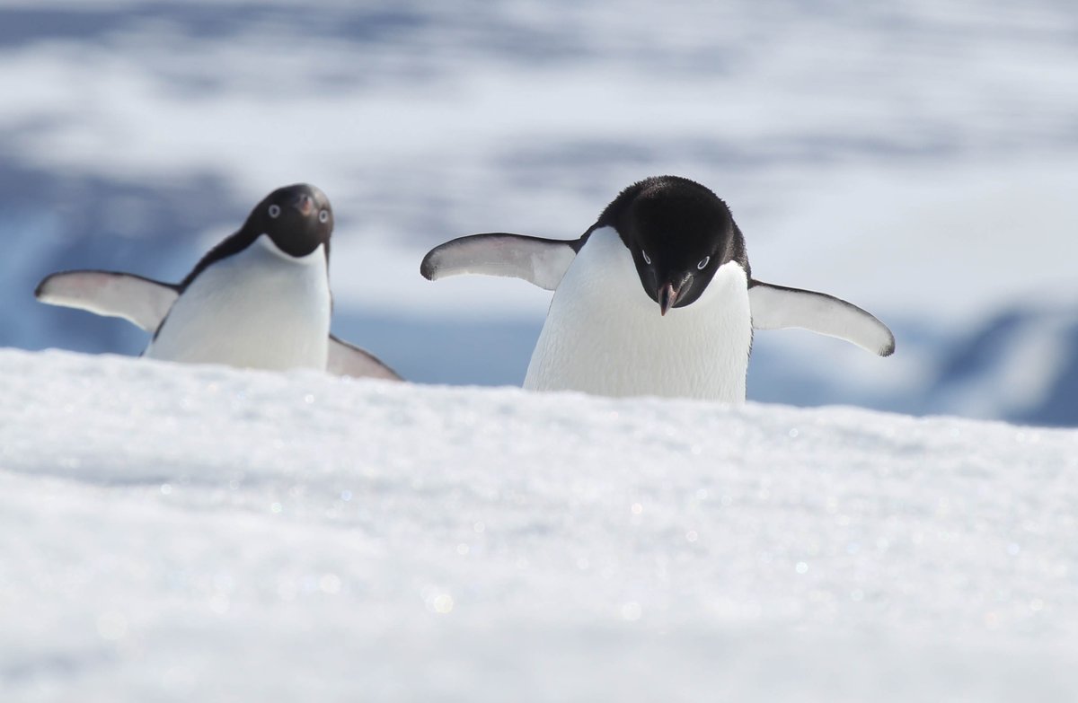 kopripr's tweet image. 그러게 왜 북극곰이 좋다는 말을 해서...

잡아.