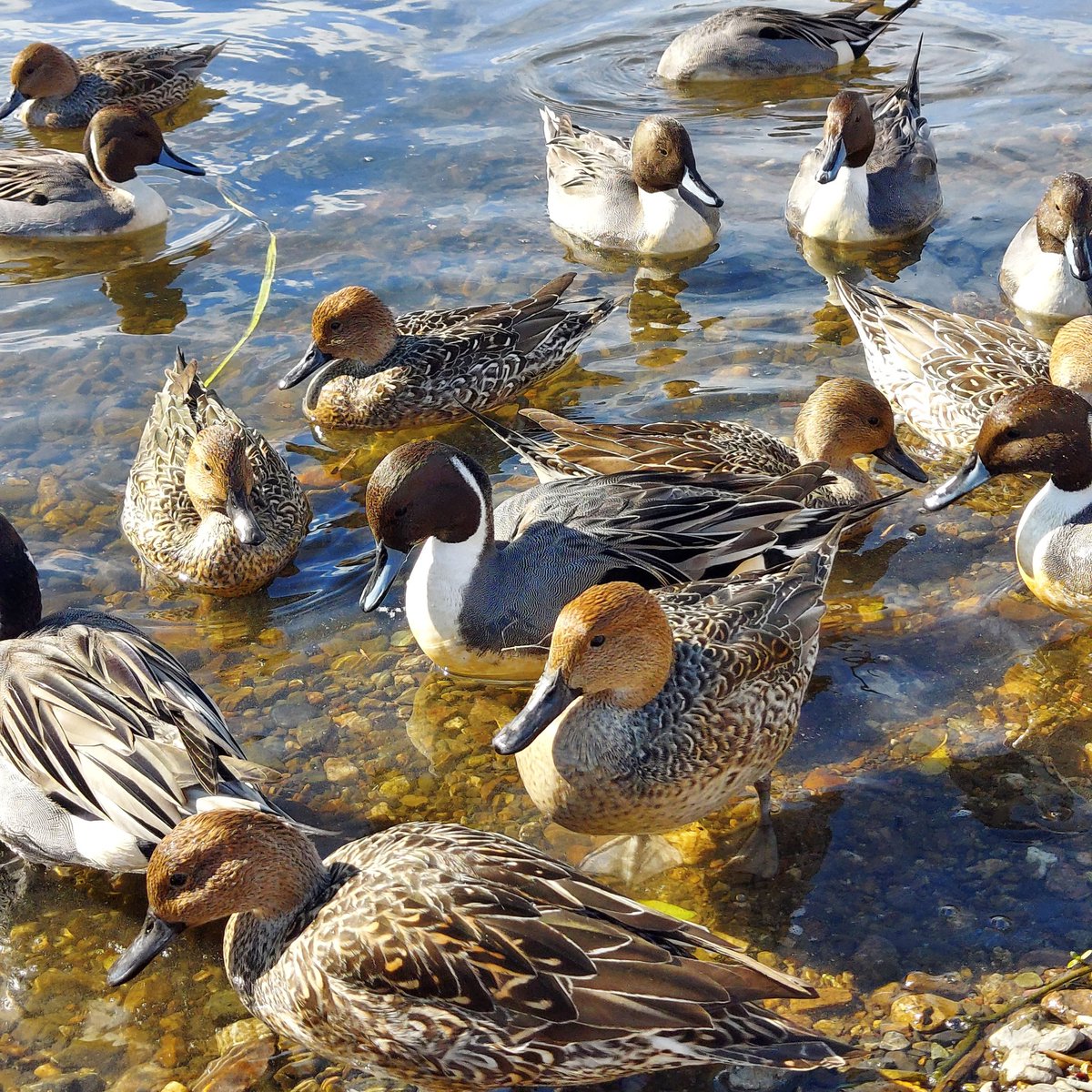 ゆうじV40 (@yujinotubuyaki) / Posts / X