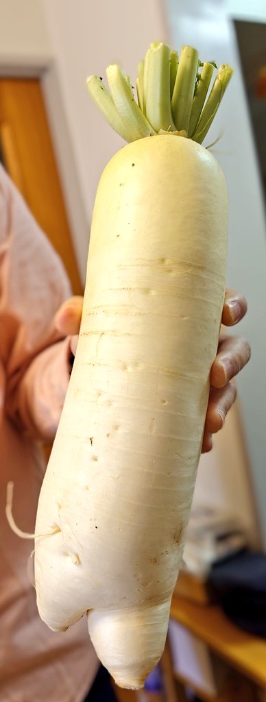 gitane_frog's tweet image. 実家から届いた大根。
あら、あんよかわいい。
#大根
#二股大根
#まっか大根