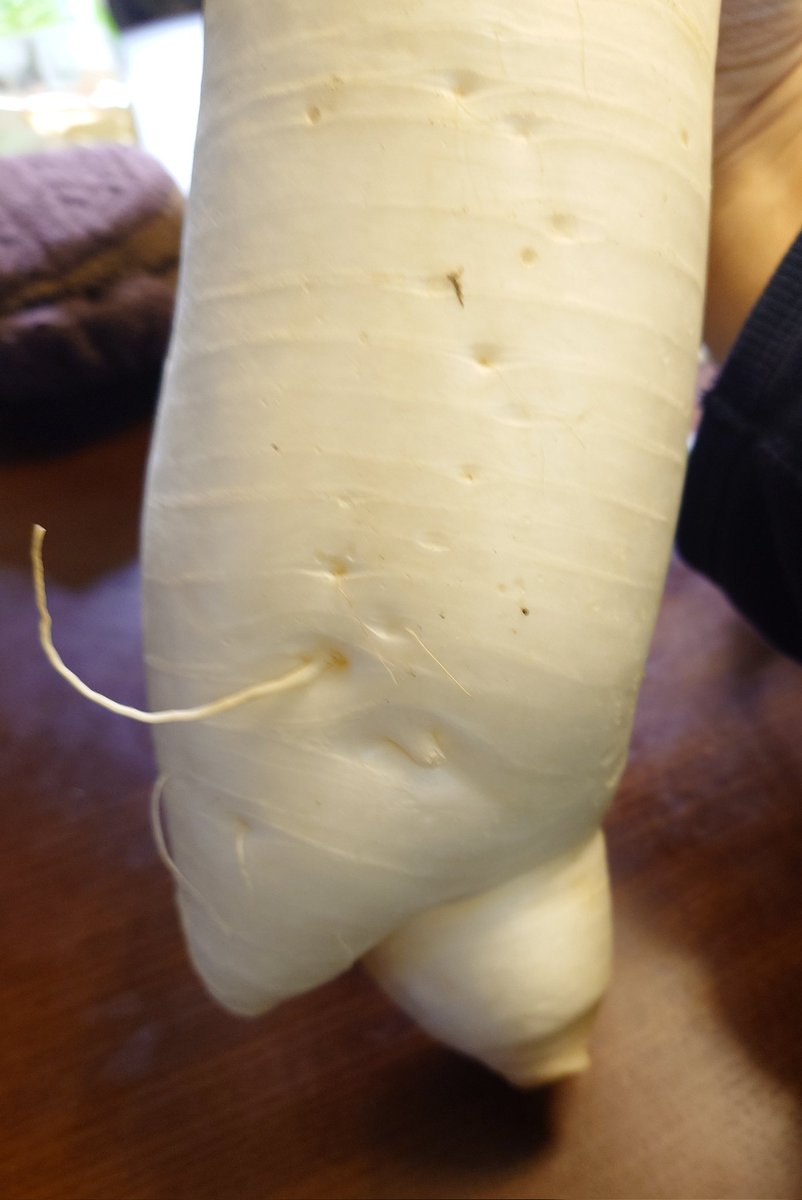 gitane_frog's tweet image. 実家から届いた大根。
あら、あんよかわいい。
#大根
#二股大根
#まっか大根