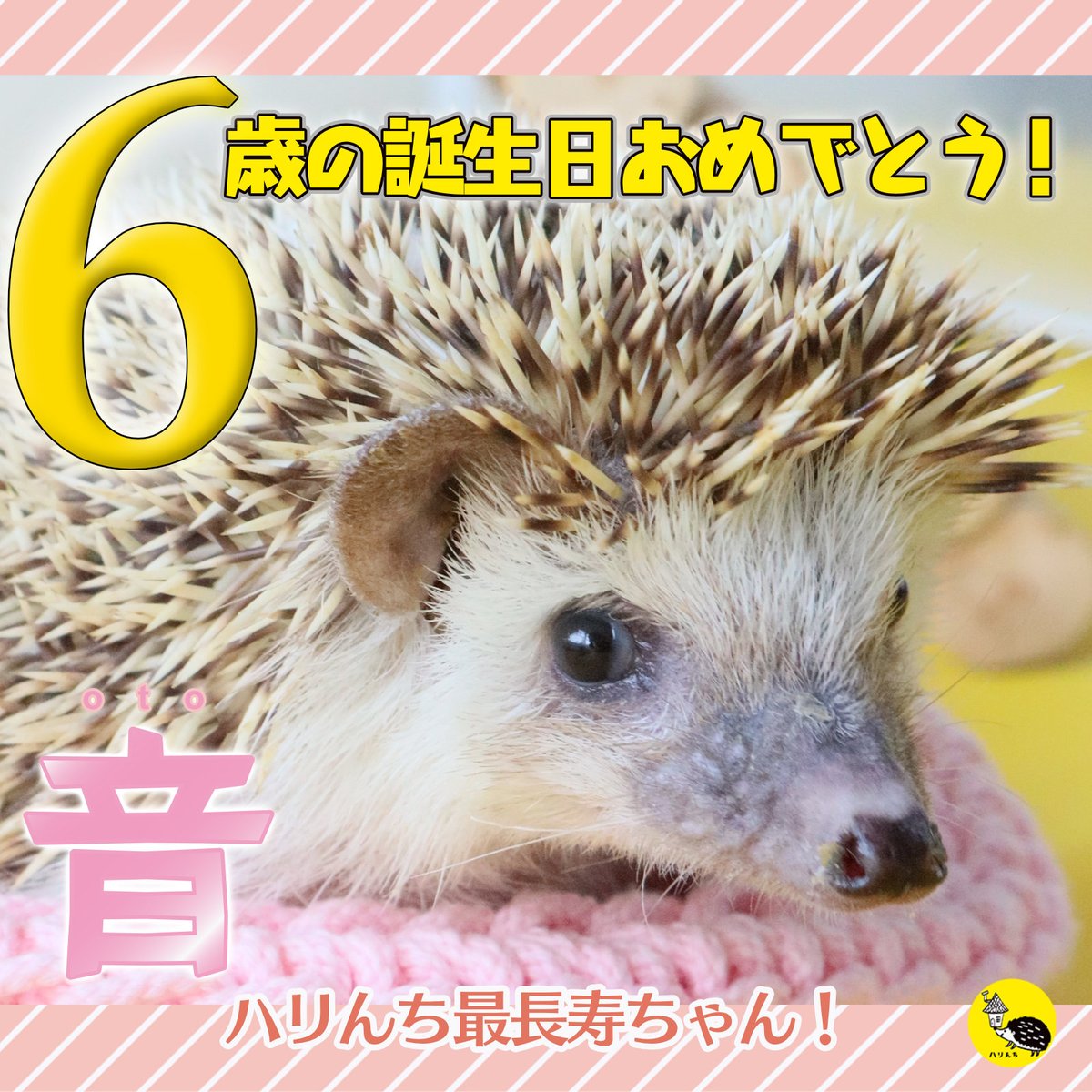 おはようございます🌞土曜日📅 今日、ハリんちに新たな歴史が刻まれ