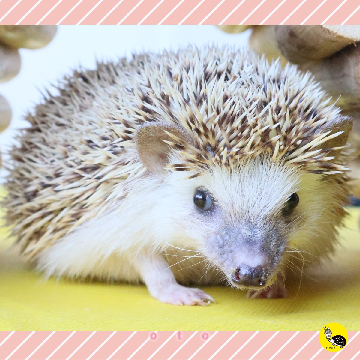 おはようございます🌞土曜日📅 今日、ハリんちに新たな歴史が刻まれ