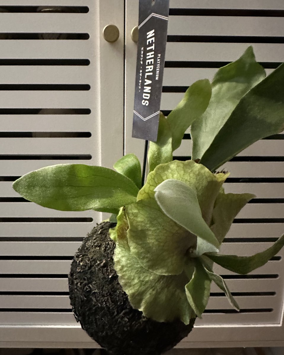 けんちゃん ビカクシダ2株 ビカクシダ