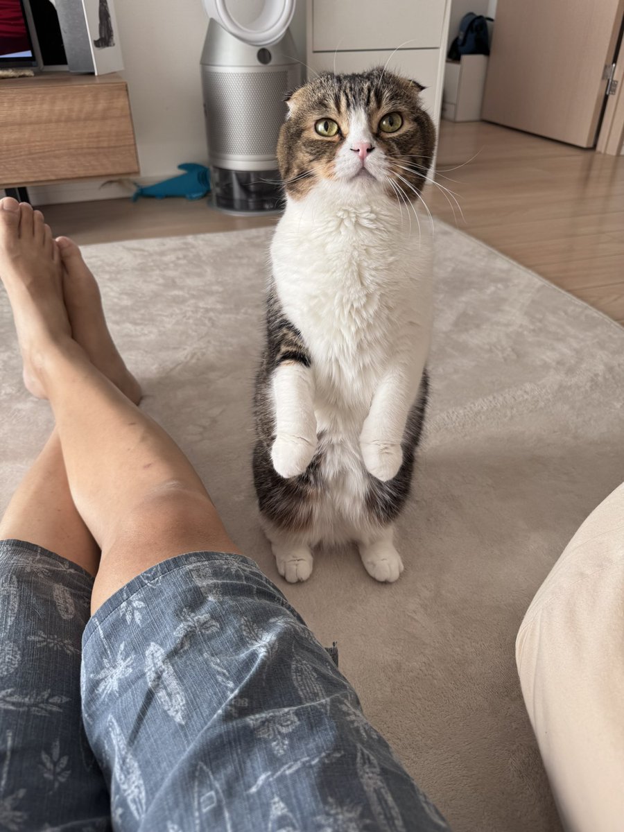 Post by ネコおじ😼 on X: じーっ👀