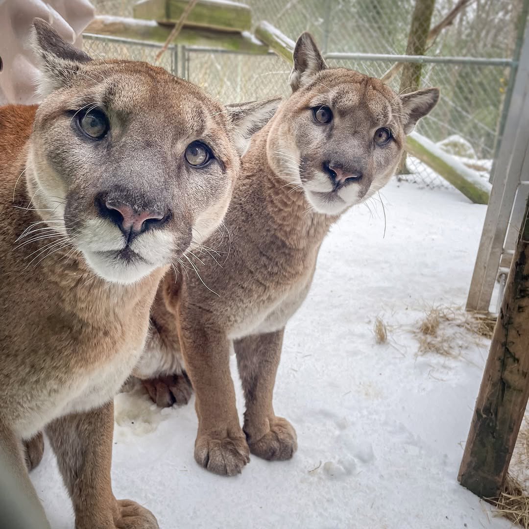 gougaronline's tweet image. even they were weirded out