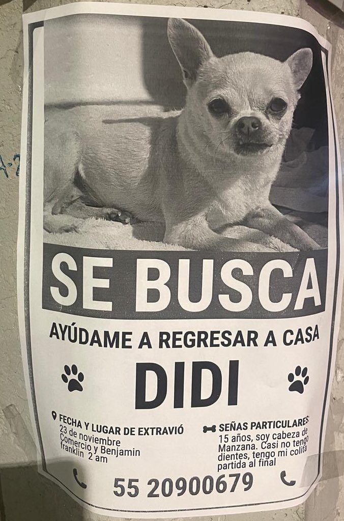 #Extraviado Didi, perro chihuahua cabeza de manzana, viejito (15 años de edad), casi no tiene dientes, fractura en cola. Se perdió 23/nov/25 en calles Comercio y Benjamín Franklin, col. Escandón, Miguel Hidalgo, CDMX