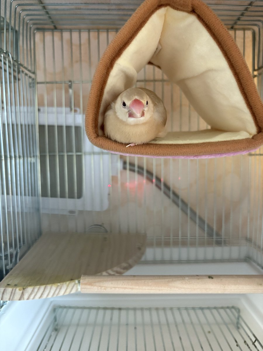 mikasa_tgh0810's tweet image. ご覧下さい
我が家の文鳥です