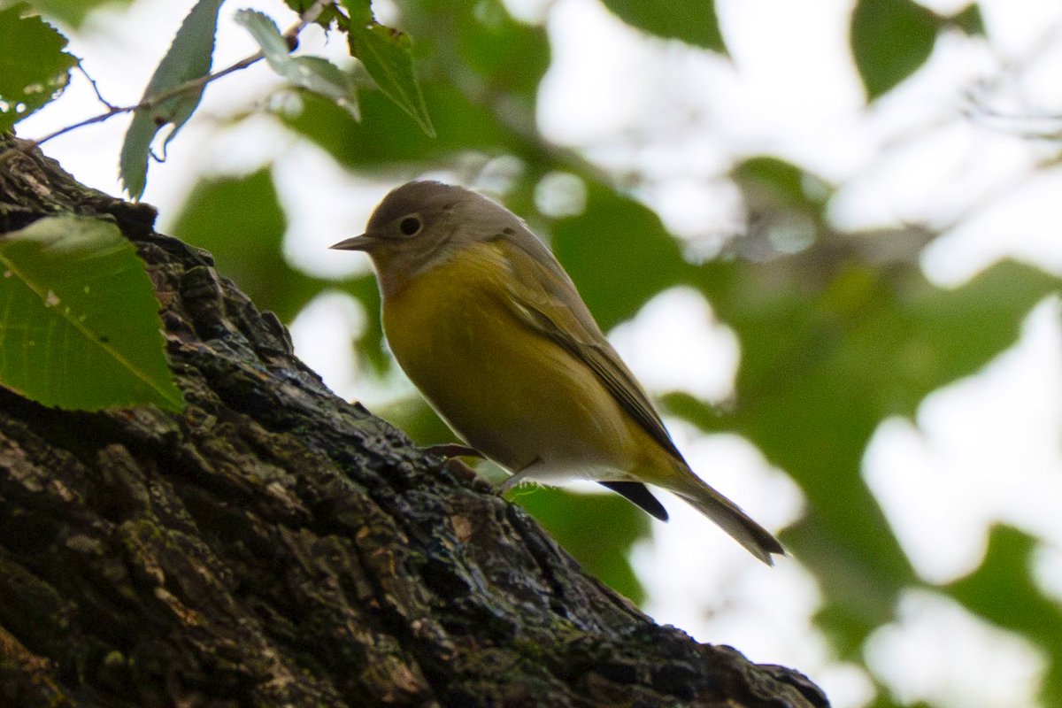 500 Birds tweet media