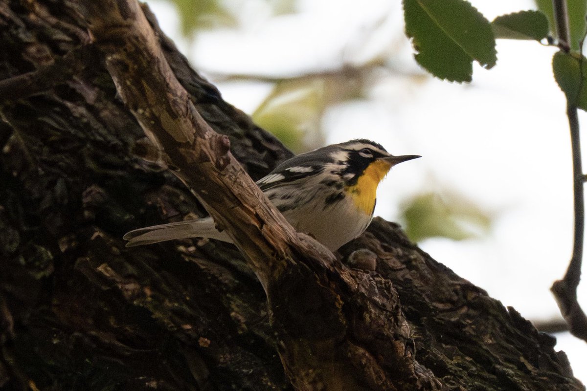 500 Birds tweet media