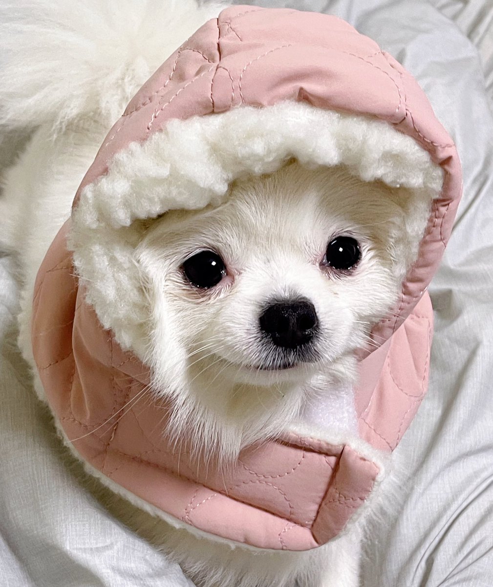 나는 간식을 꺼냈을 뿐인데 5초만에 눈물맺힘
너가 그러면 언니가 널 괴롭히는 것 같잖아…