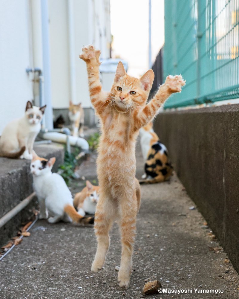 えむねこ (@emu_neko) / Posts / X