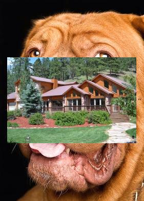 imo_pharan's tweet image. ⏲Crow drinks, drops nuts🧶Sunrise glow, room.