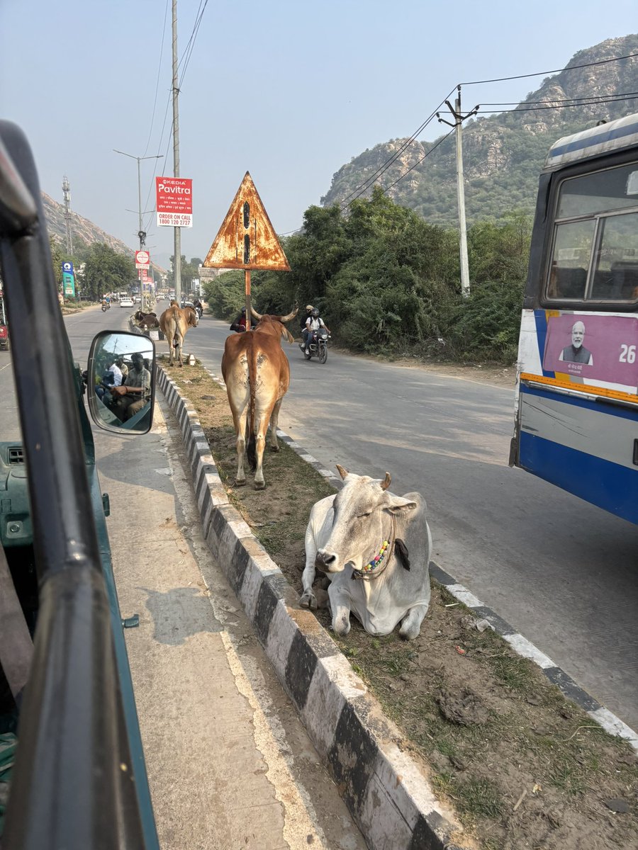 WaterlooSunset's tweet photo. Livestock Reservation - Snapshots of Ranthambore, Kajasthan, India #IndiaOneNovember #RidingAKaleidoscopeAmritsarToVaranasi https://t.co/TSU2bDjDwD