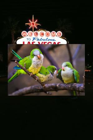 ATaenha's tweet image. 🧌Sunrise peeks, paints roof gold.🤮Tea is minty