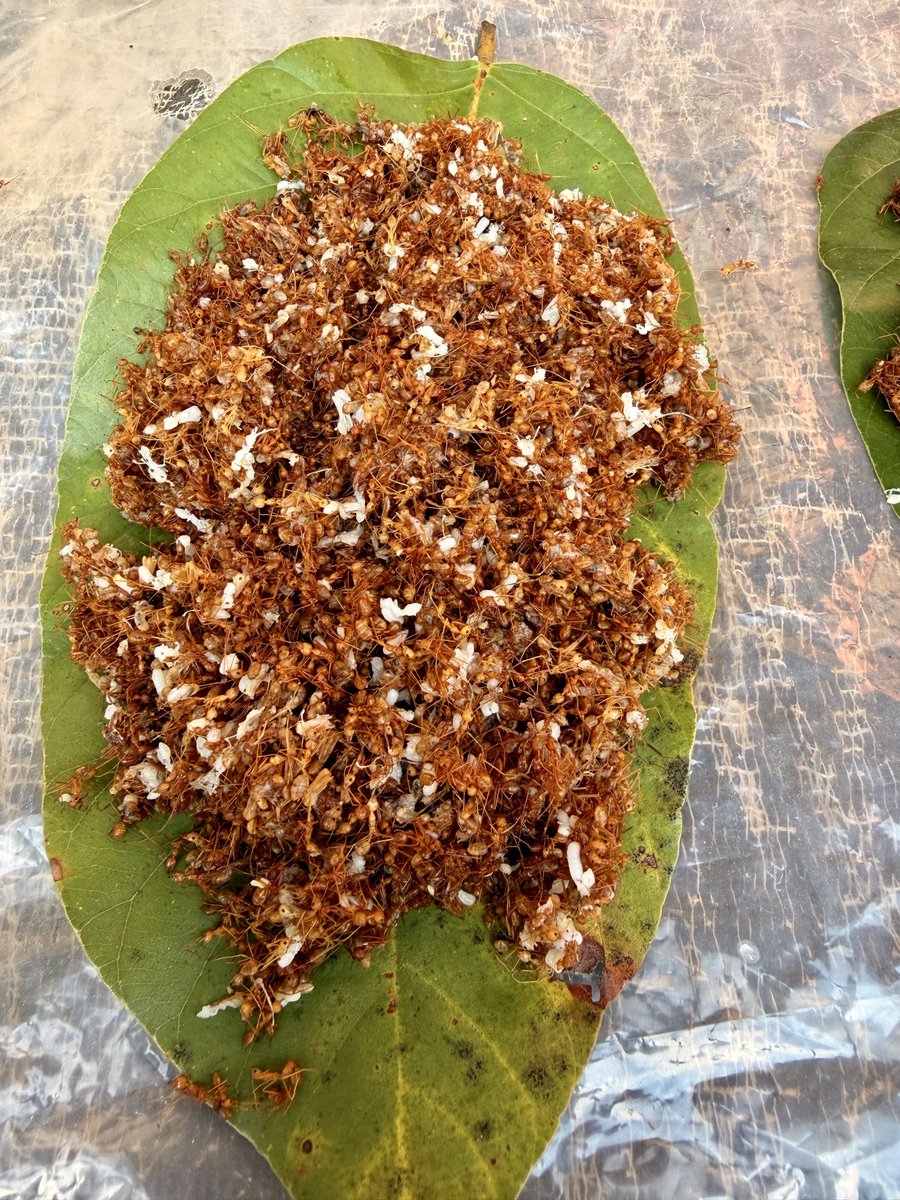 Udayan_Sarathi's tweet image. What if I say this scene is from Bhubaneswar 💁🏽
Surprise find of the day in #bbsr market 😌
The Kai chutney 
@BBSRBuzz #gitag