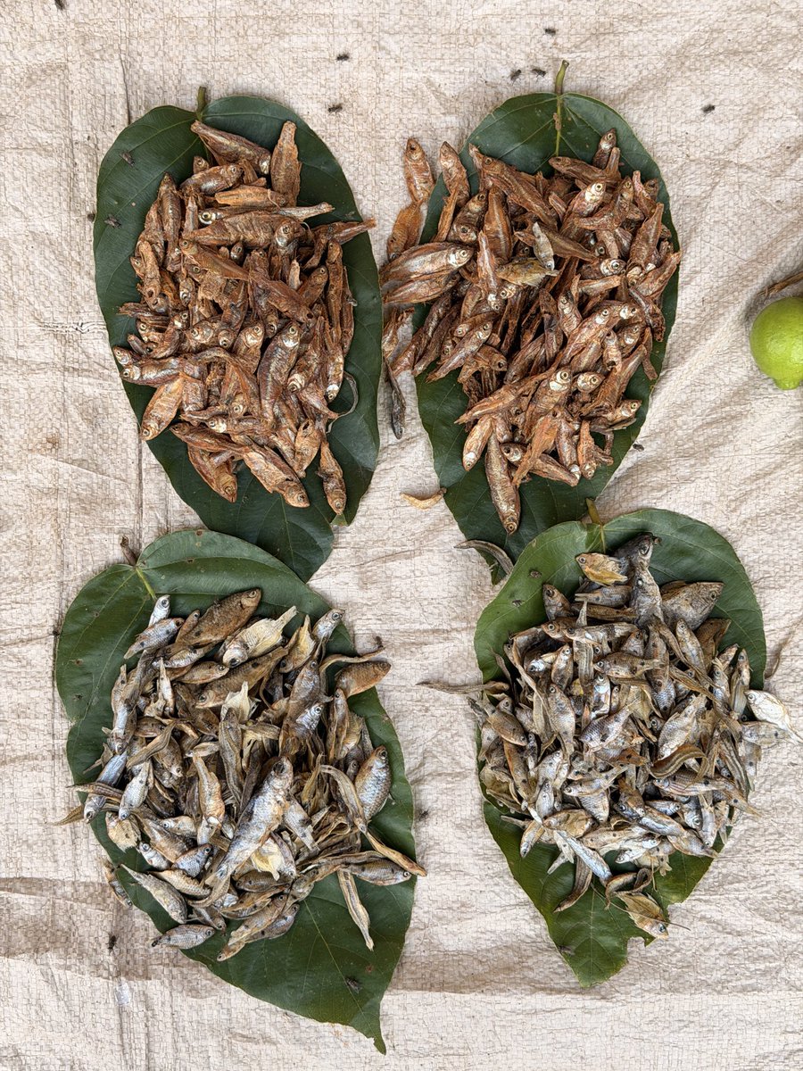 Udayan_Sarathi's tweet image. What if I say this scene is from Bhubaneswar 💁🏽
Surprise find of the day in #bbsr market 😌
The Kai chutney 
@BBSRBuzz #gitag